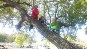nuss kids in tree