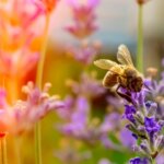 5 Creative Garden Ideas to Help Save the Bees, Feed Your Family, and More 