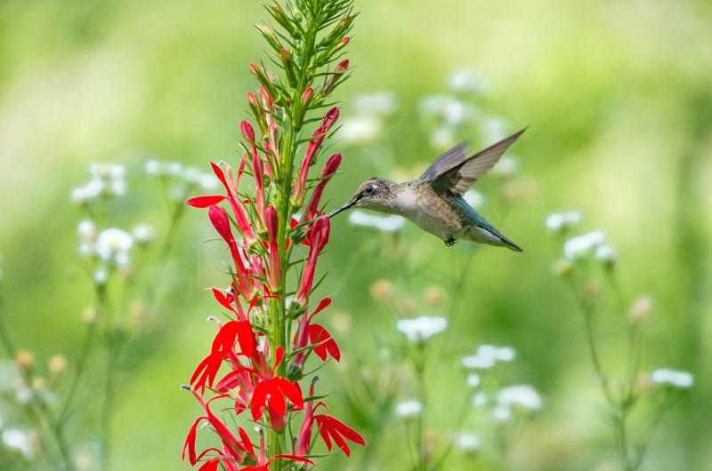 creative garden ideas hummingbird