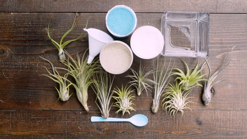 how-to-grow-air-plants-supplies