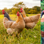 Want to Learn How to Take Care of Chickens? This 9-Year-Old Can Help!