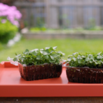 Growing Microgreens Is a Genius Way to Get Kids Gardening Growing Microgreens Is a Genius Way to Get Kids Gardening