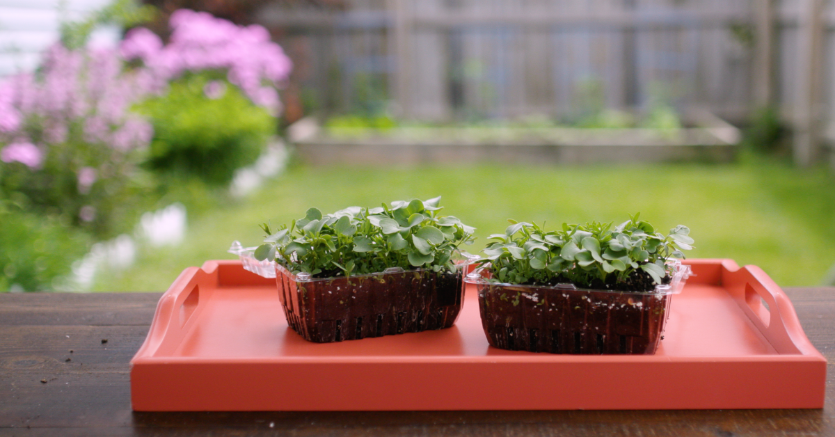 growing microgreens 2