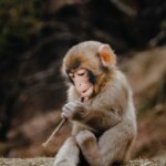 Are You Raising Kids in Captivity, then Expecting Them to Survive in the Wild? Are You Raising Kids in Captivity, then Expecting Them to Survive in the Wild?