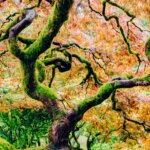 Metaphor Alert! Trees Need Wind to Grow Strong Metaphor Alert! Trees Need Wind to Grow Strong