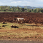 Kids &Traffic (& Sheep) Kids &Traffic (& Sheep)