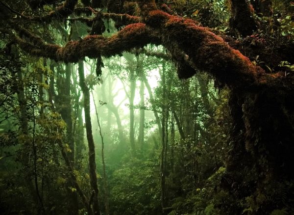 Rain Forest Adobe